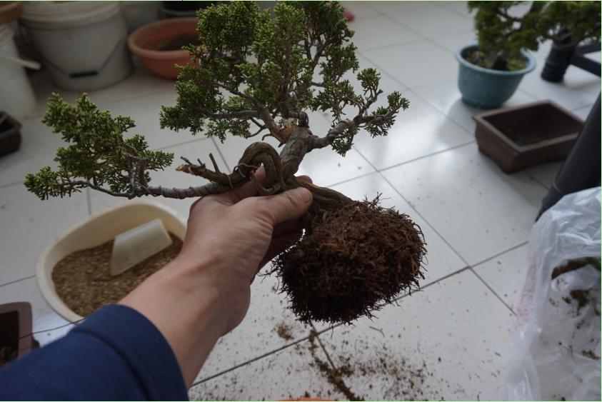 鱼川真柏盆景养殖方法,从养多肉到盆景