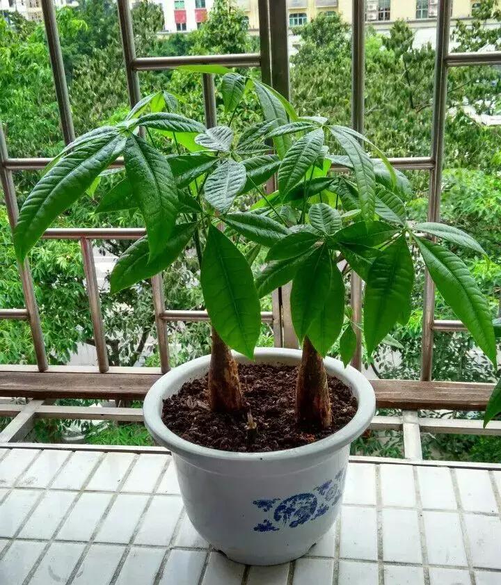 发财树不长新叶是怎么回事,发财树一直不长不高怎么办