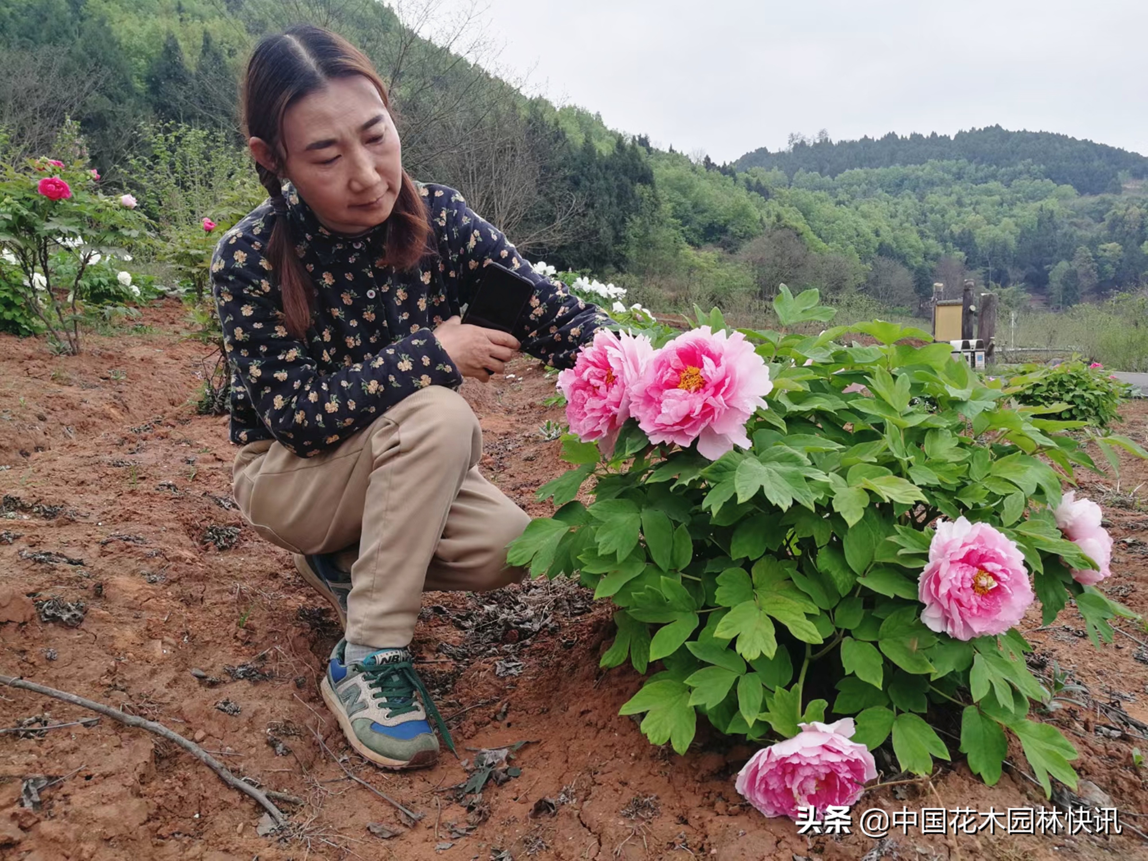 成都春天赏花公园,成都春日花海