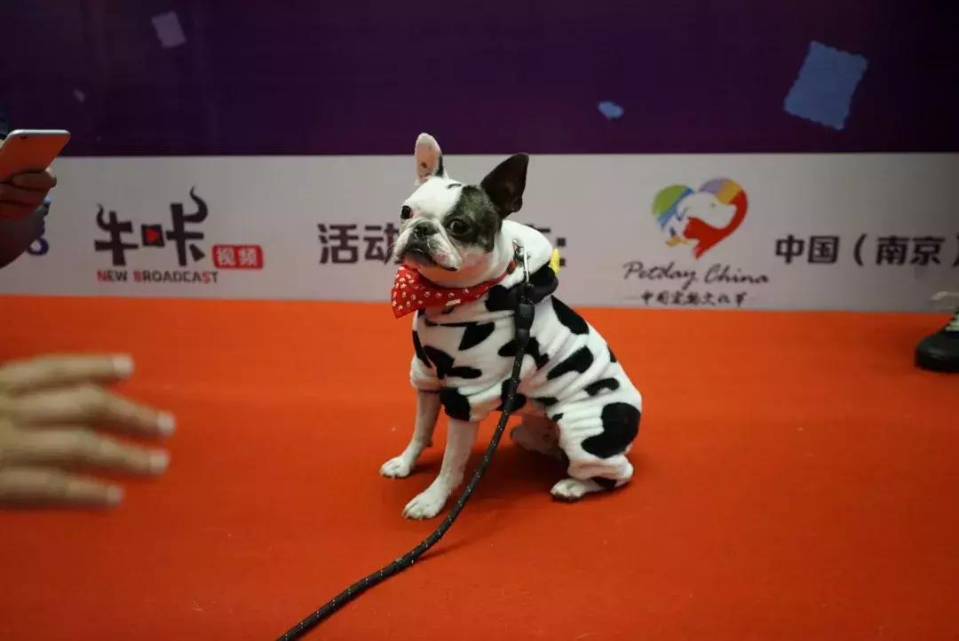 宠物生活节南京,南京宠物文化节活动