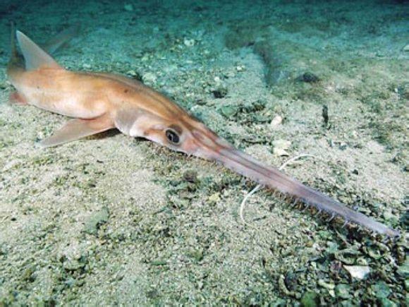 观赏鱼鲨鱼种类图片大全,鲨鱼百科知识大全幼儿