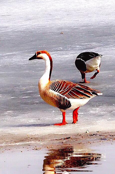 大雁属于杂食性的水禽,大雁最大品种