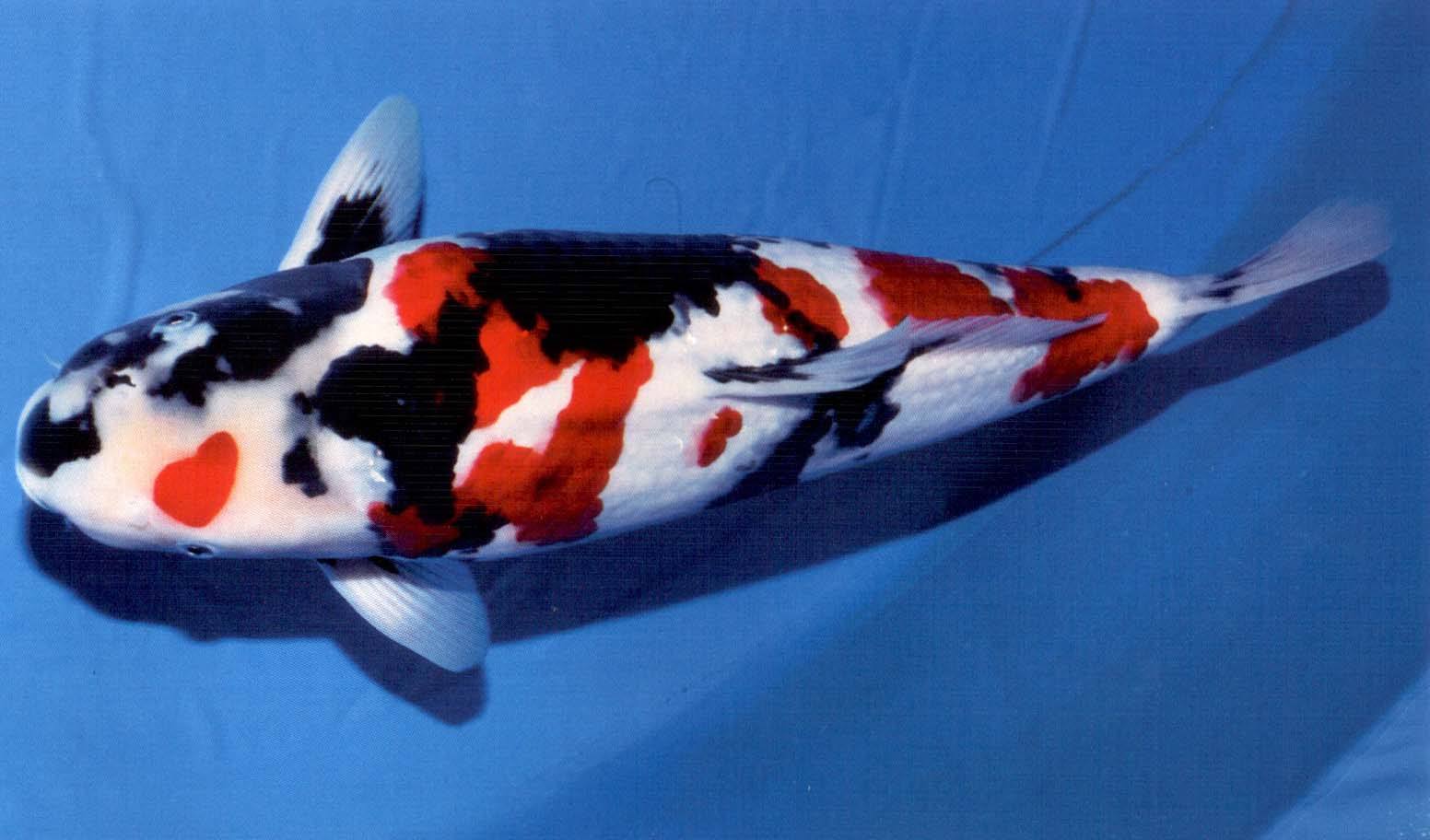 锦鲤收鳍趴缸拒食,观赏鱼锦鲤为什么沉底不游