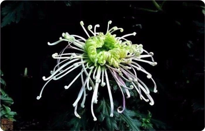 菊花100幅欣赏,菊花的十大绝美诗句