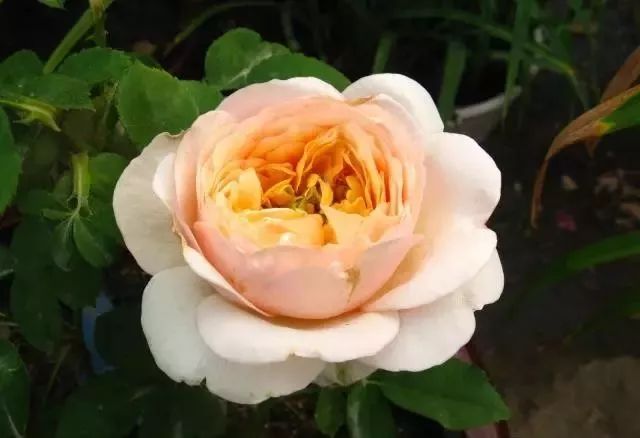 一万年一次的2020520;一起认识100种玫瑰~别送错啊