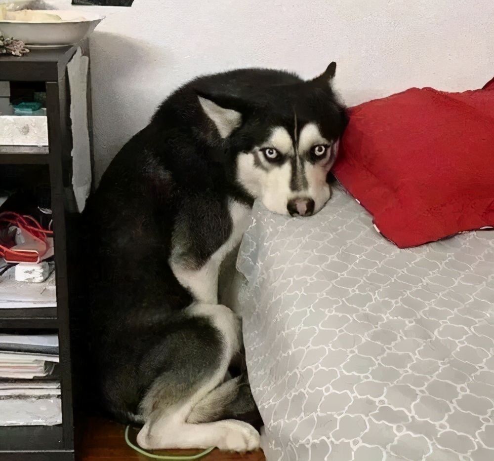 哈士奇的8大缺点劝你最好别养,看哈士奇眼里透着愤怒