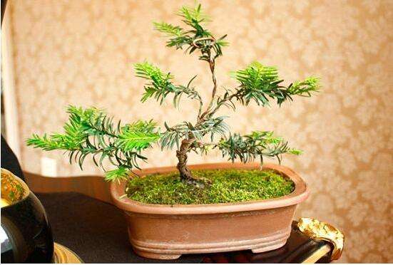 红豆杉果实好诱人,红豆杉是怎样处理的