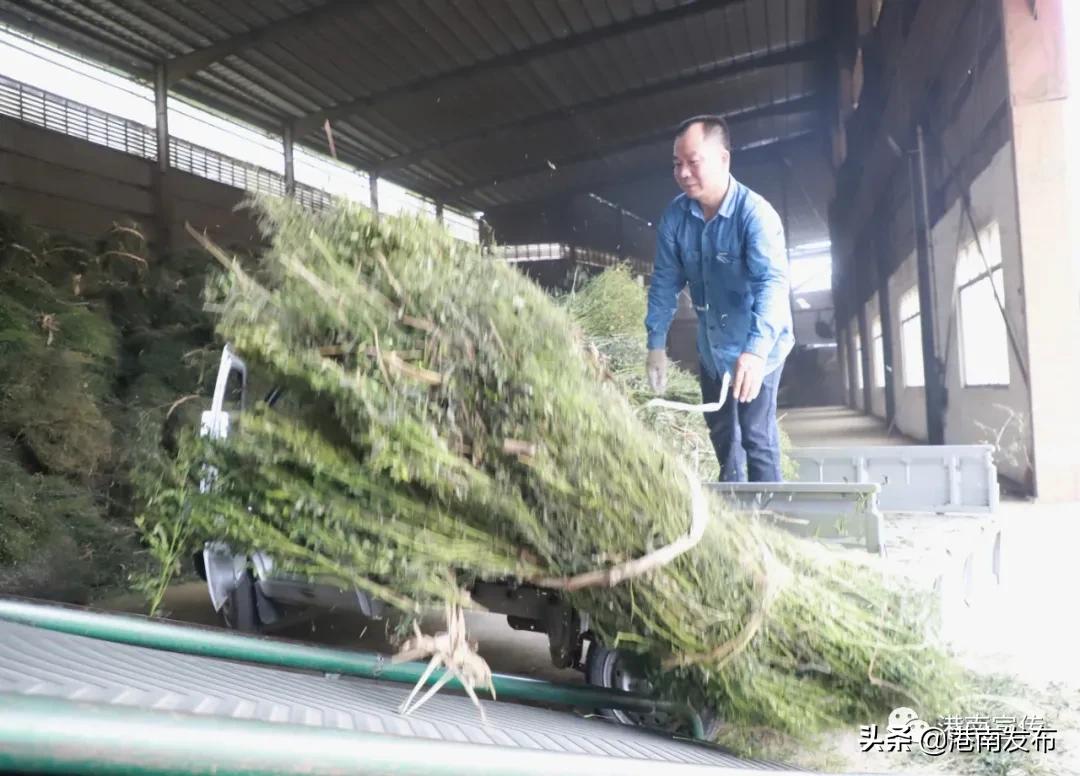 湛江镇：中药材成为群众致富金“药”匙