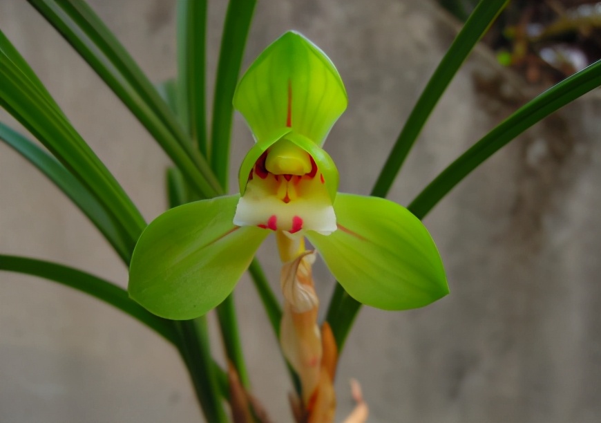 贵的兰花和便宜的兰花有什么区别,市面上的兰花和昂贵的兰花区别