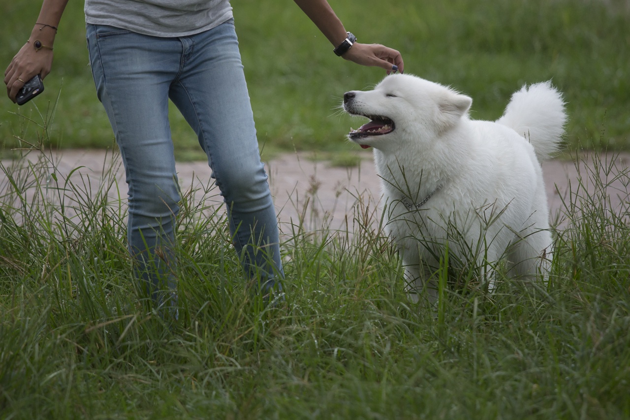 养萨摩耶需要注意些什么吗,养萨摩耶一个月需要花费多少钱