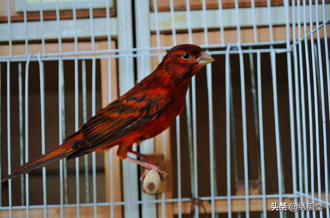 亳州芙蓉鸟养殖,芙蓉鸟合法养殖吗