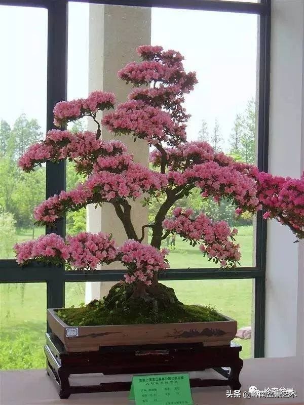 双干树,双干型果树