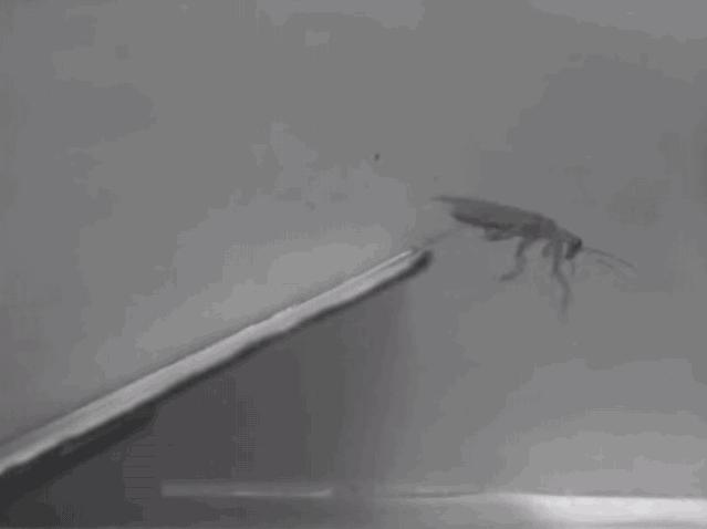 教你一招轻松解决蟑螂,家有蟑螂不要急教你一招