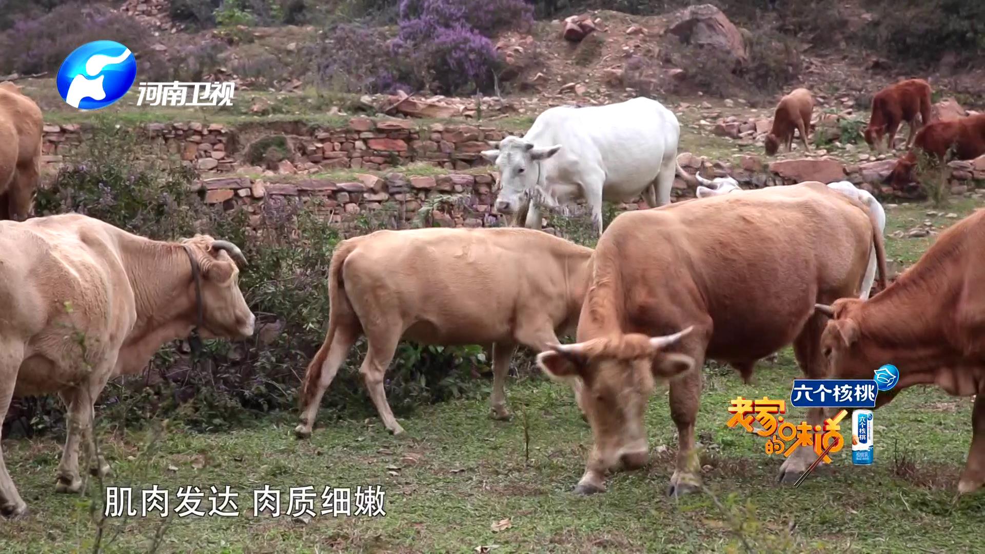 如何熬出好喝的牛肉汤,如何做纯正美味的牛肉汤