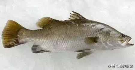 海鲜大荟萃,常见贝壳类海鲜