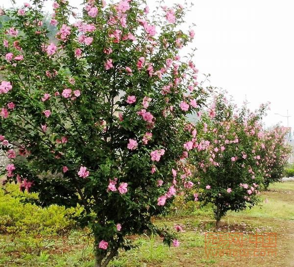 什么是木槿花朝开暮落,木槿花真的朝开暮落吗