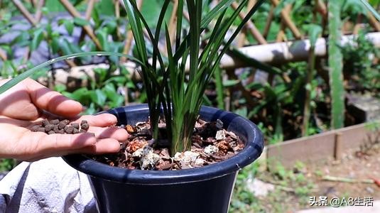 每日一品中国兰花春兰,每日一品完整视频