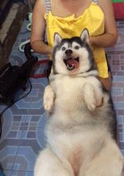 博美怀孕了会怎样,二哈让博美怀孕