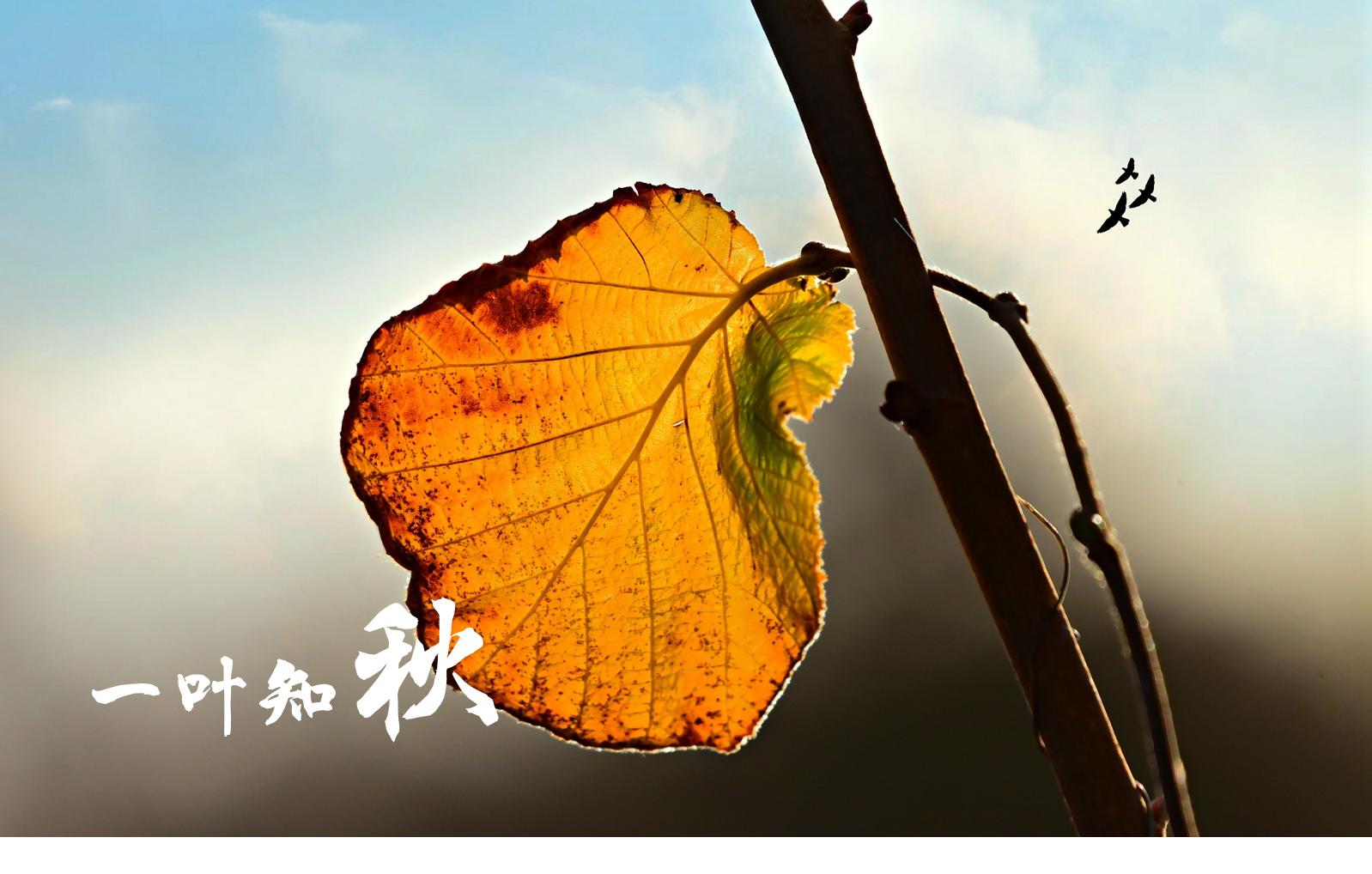 ppt的制作与排版技巧,软装ppt的制作方法与技巧