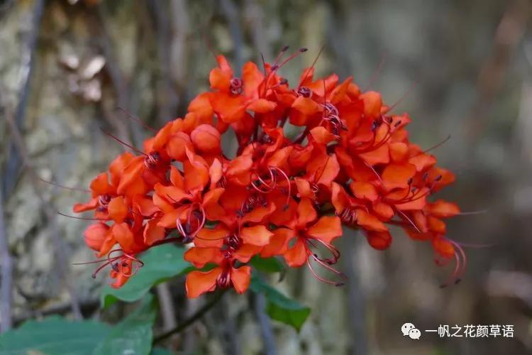 美丽赪桐(Clerodendrumspeciosissimum)