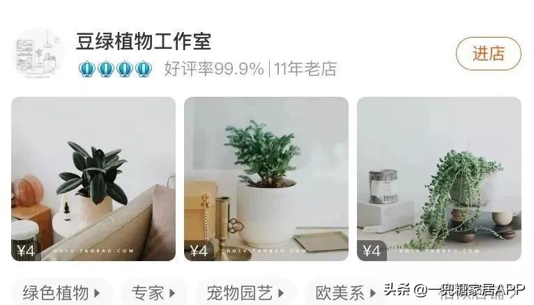 春天花会开|这20家植物淘宝店，植物杀手看了也想买！