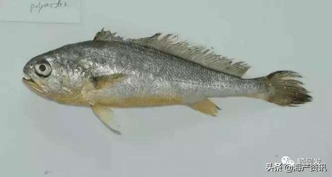 各国海鲜大盘点,今年过年最值得入手的海鲜