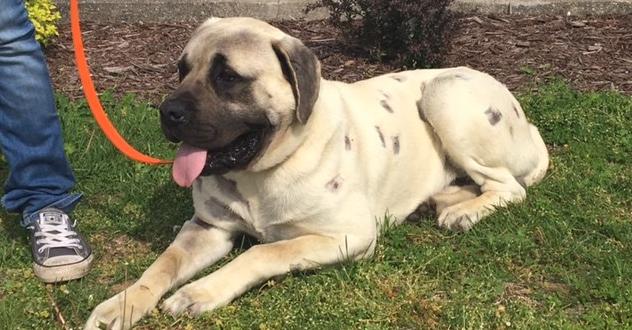 狗狗身上有皮肤病用什么药,狗狗皮肤大面积泛红怎么治