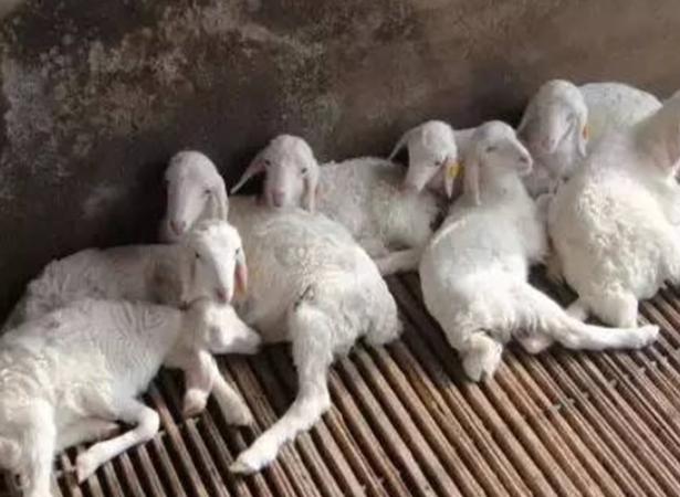 羊奶水不够吃用什么方法,羊奶水不够吃有什么好的办法