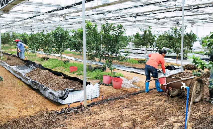 大棚柑橘种植升温促芽,大棚柑橘箱式栽培