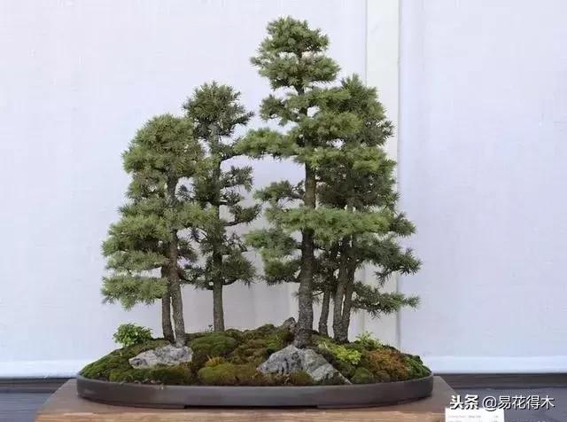 丛林式精品盆景欣赏,丛林盆景浅盆