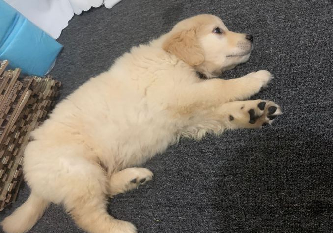 金毛很讨厌自己的主人，经常打扰它，狗：谁来救救我