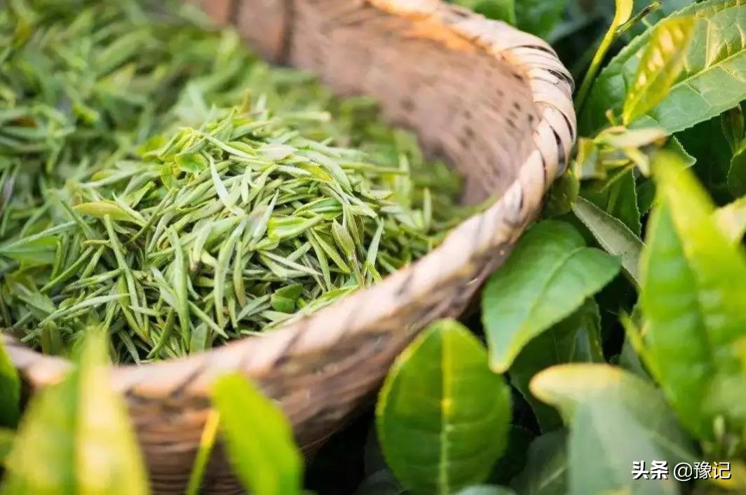 信阳毛尖栗香型和清香型哪个好喝,信阳毛尖茶叶怎么样好喝吗