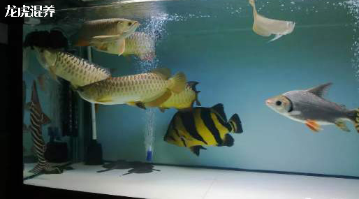 泰国虎鱼怎么区分品种,黑尾河虎鱼是什么品种