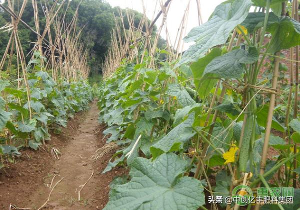 越夏黄瓜苗期病虫害有哪些,黄瓜病虫害细菌性角斑图解