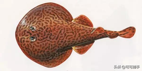 你不知道的海洋里面有什么,十种你没见过的海洋生物