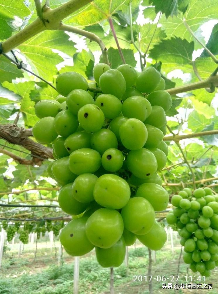 病害：这些图例都是黑痘病，危害很大，注意平时防范