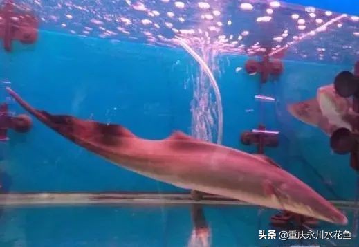 十种最漂亮的观赏鱼视频播放,观赏鱼60条