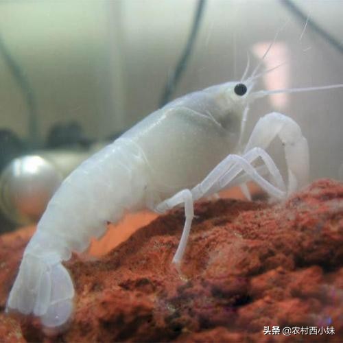养观赏虾基本知识,观赏虾好养耐活