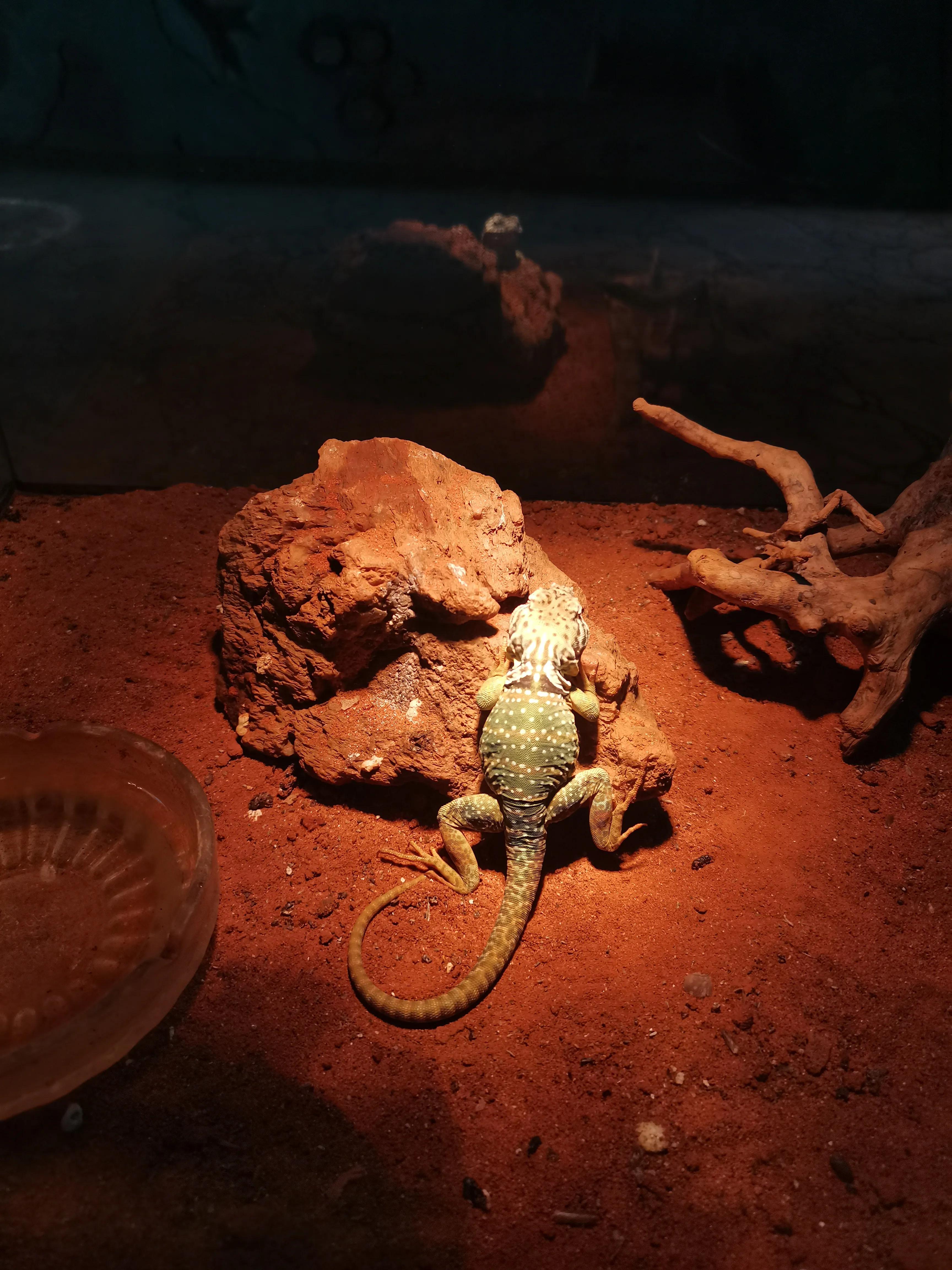 济南野生动物园和宿州野生动物园,宿州野生动物园到宿州皇藏峪