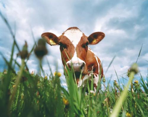 麦蔻乐享的奶粉怎么样多少一罐,麦蔻乐享儿童配方奶粉全面评测
