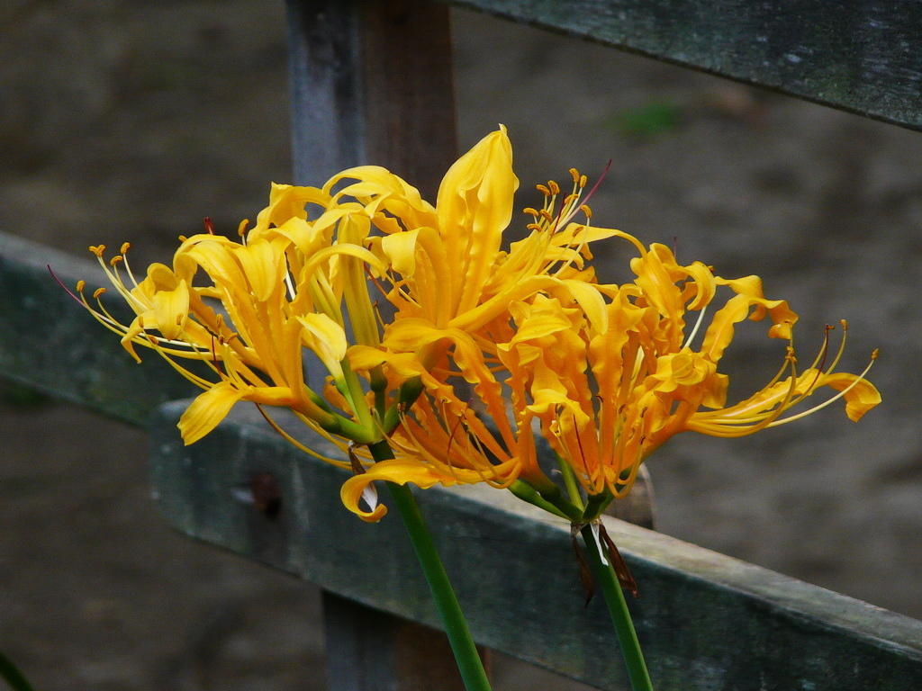 不一样的彼岸花,彼岸花什么颜色好看
