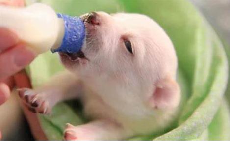 捡到刚出生的小奶狗,捡到一个小奶狗怎么喂养吃什么