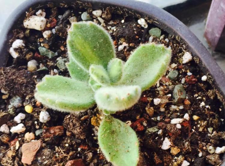 多肉熊童子叶片掉了怎么办,熊童子多肉快速版全部开花过程