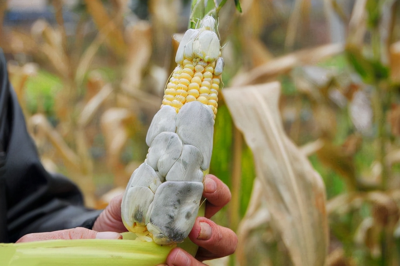 价格堪比黄金的食物,价格堪比黄金的东西