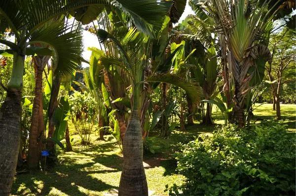 西双版纳风景之旅自由行旅游攻略,邂逅雨林西双版纳秘境之旅