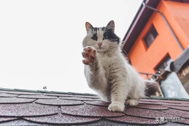 猫咪脚上有伤口得把毛全剃了吗,猫咪冬天剪毛发会感冒么