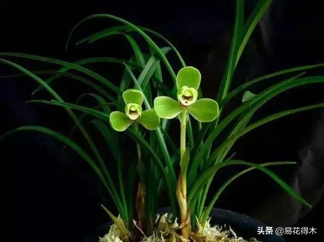 春兰春剑送春莲瓣兰蕙兰怎么分别,蕙兰春兰春剑莲瓣兰对光照的要求