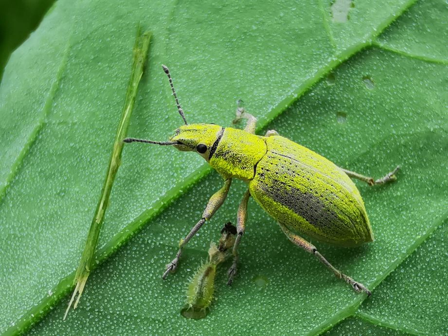 鐢樿柉铓佽薄鍗卞,鐢樿柉铓佽薄鐥囩姸