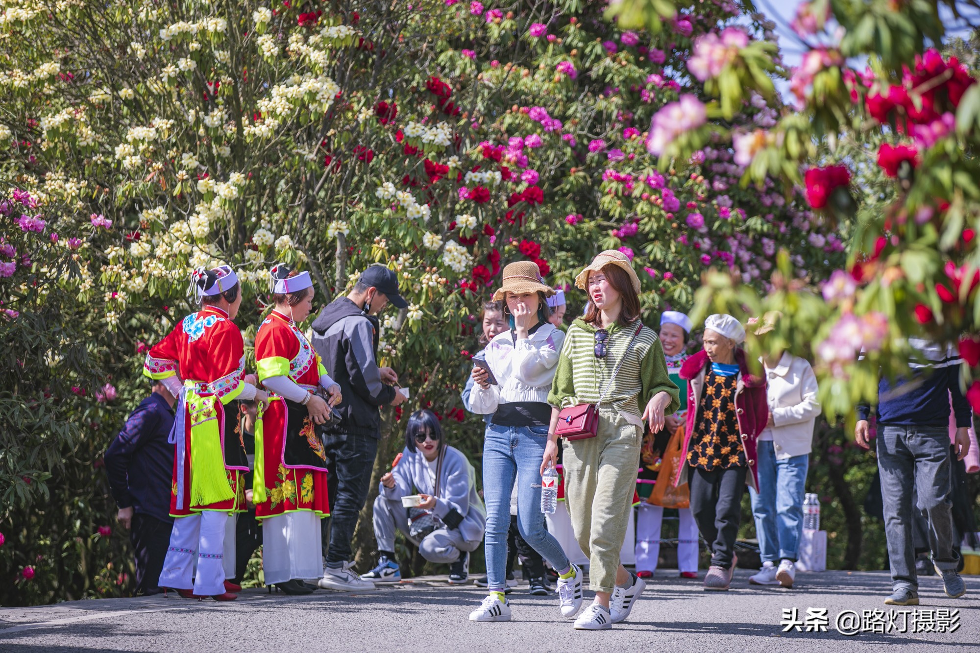 世界之最贵州毕节百里杜鹃花,毕节百里杜鹃花游记