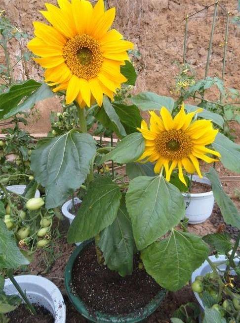 让向日葵长矮的方法是什么,让向日葵快速开花